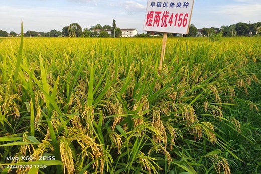 煜兩優4156（圓粒早稻）