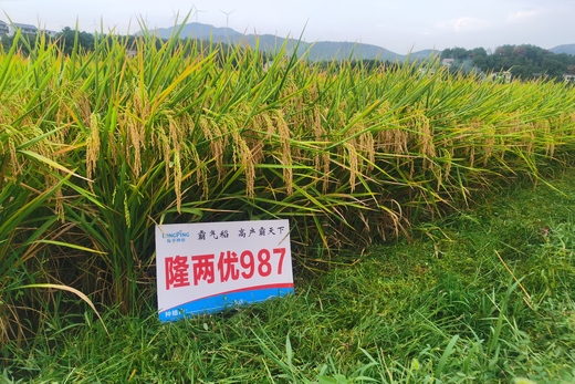 隆兩優987——霸氣稻