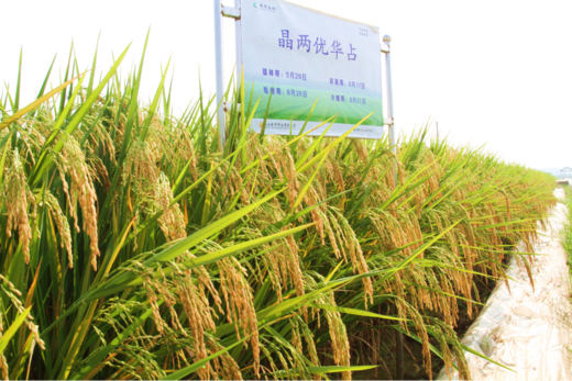 晶兩優華占——造福稻